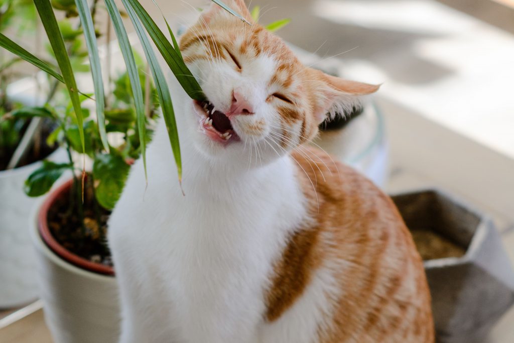 Gatinho mordendo planta