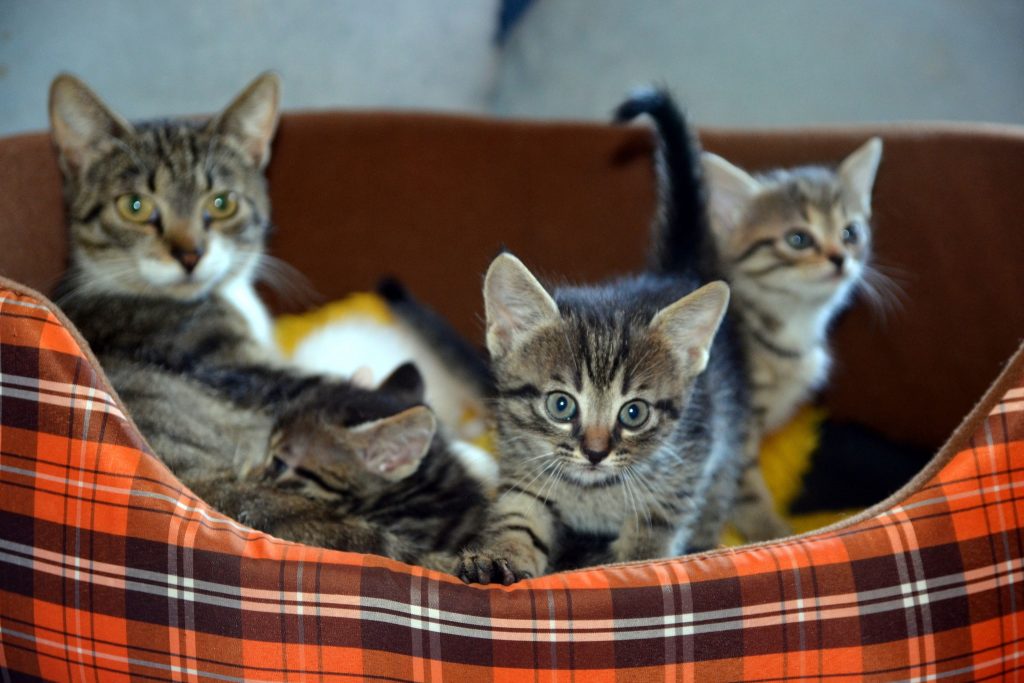 5 gatos recém-nascidos