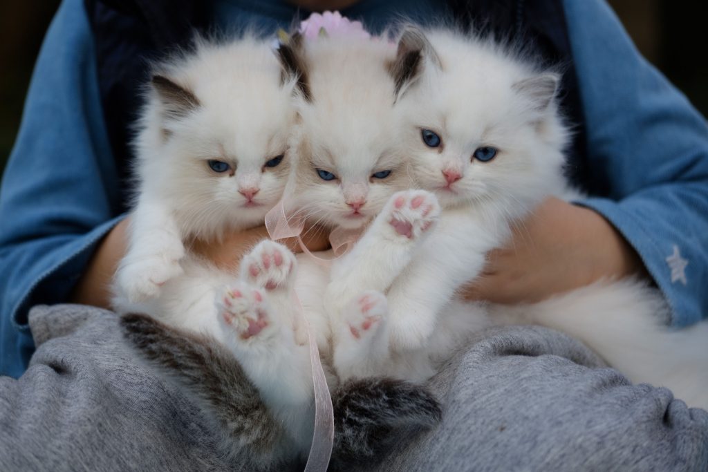 3 gatos recém-nascidos da raça Ragdoll