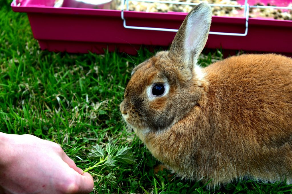 Tutor alimentando o coelho