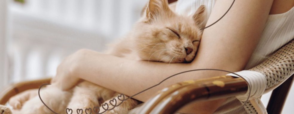 Gato dormindo no colo de uma cuidadora de gatos