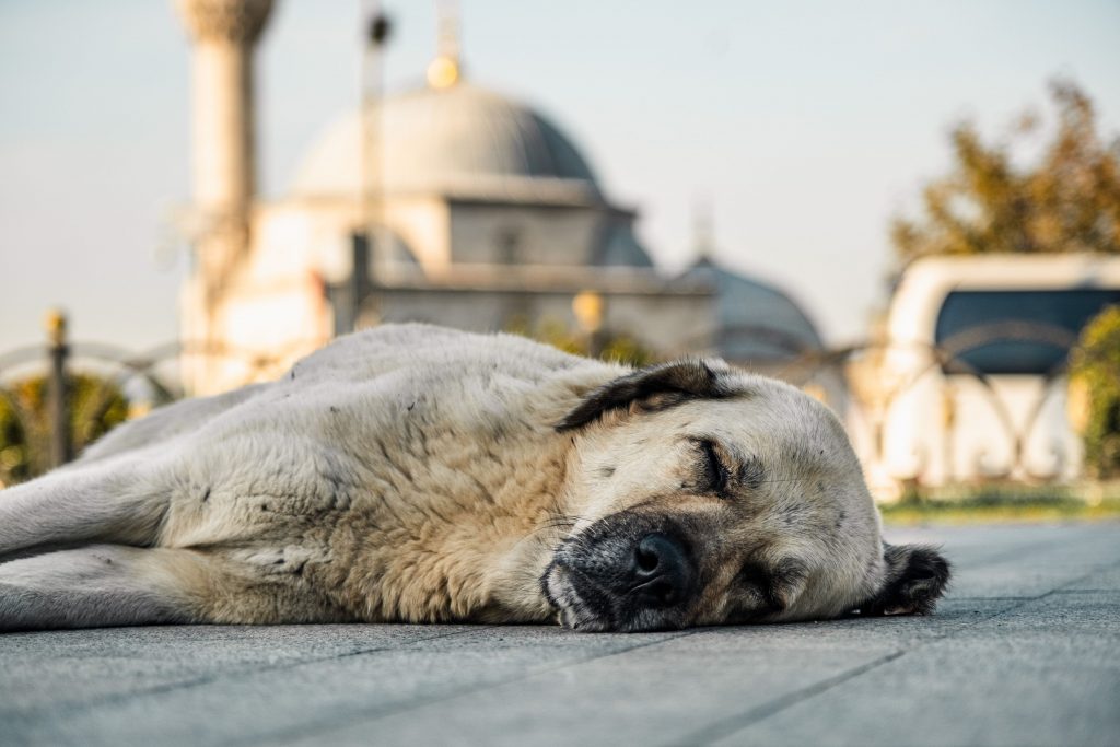 Cachorro abandonado na rua