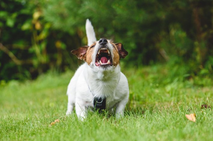 Como dar banho em cachorro bravo com segurança