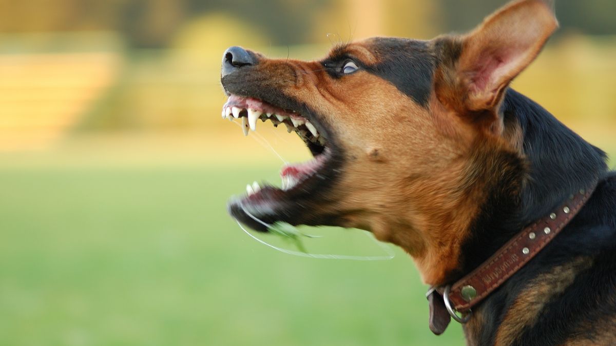 Como dar banho em cachorro bravo com segurança