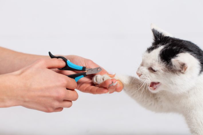 É fundamental saber cortar as unhas felino, pois é necessário garantir uma boa experiência a ele