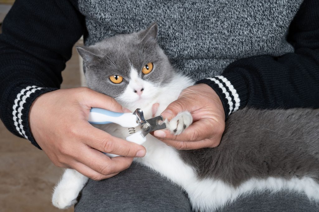 É fundamental saber cortar as unhas felino, pois é necessário garantir uma boa experiência a ele