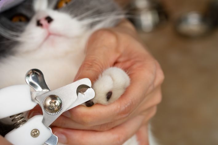 É fundamental saber cortar as unhas felino, pois é necessário garantir uma boa experiência a ele
