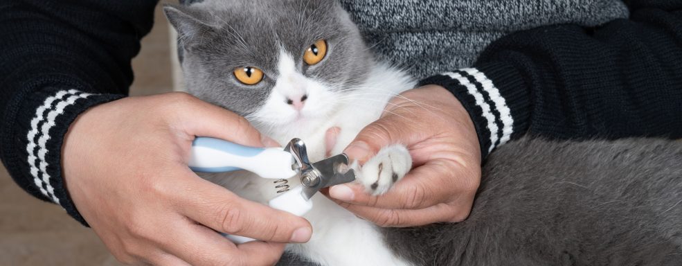 É fundamental saber cortar as unhas felino, pois é necessário garantir uma boa experiência a ele