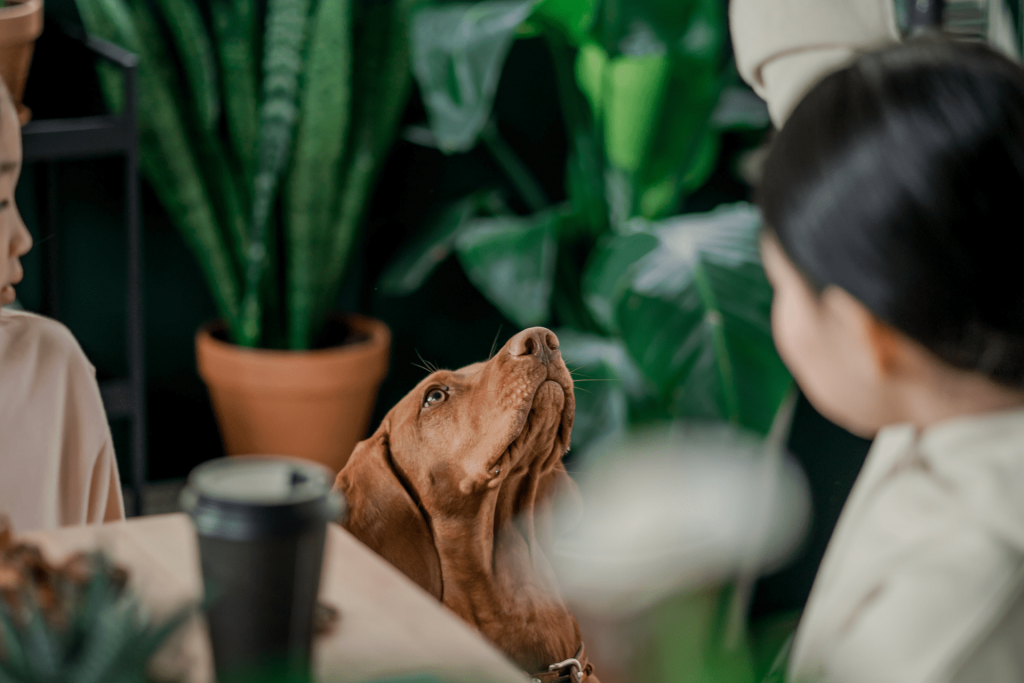 Ensine o seu cachorro a sentar trainando a atenção