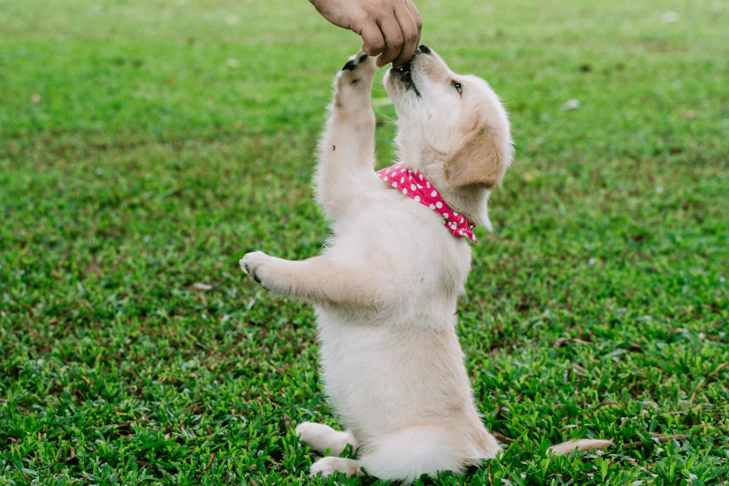 Cachorro aprendendo a sentar por meio do reforço positivo