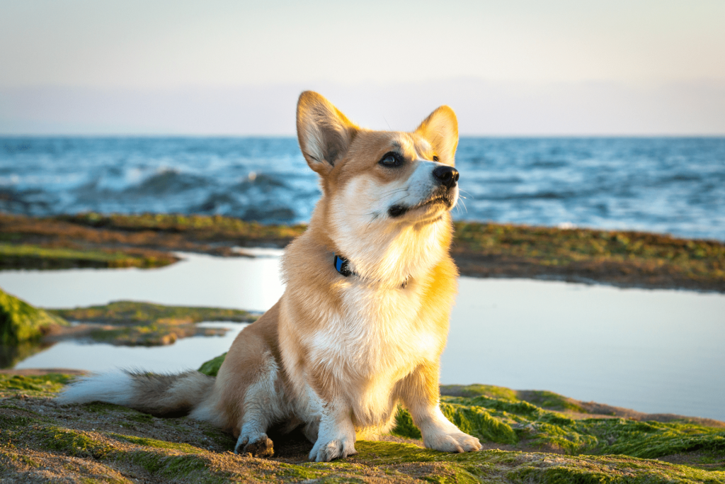 cachorro aprendendo a sentar em um parque