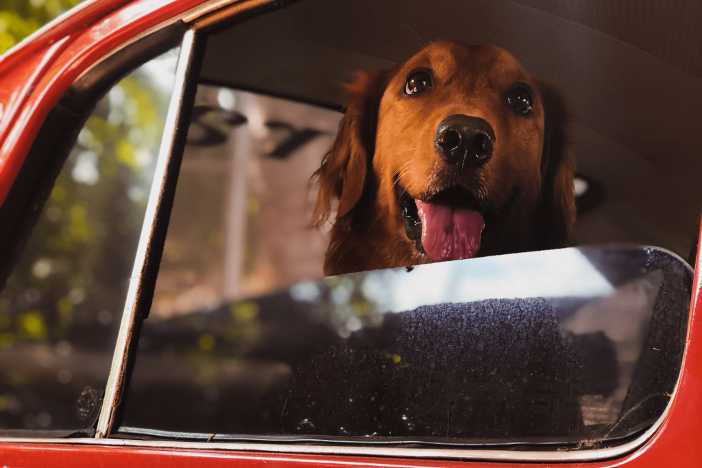 Transportar o pet no carro mantendo uma boa temperatura no veiculo
