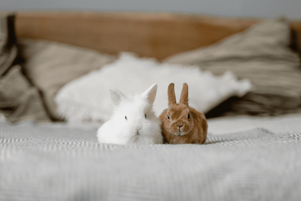 Cuidados com coelhos: dois coelhos encima da cama