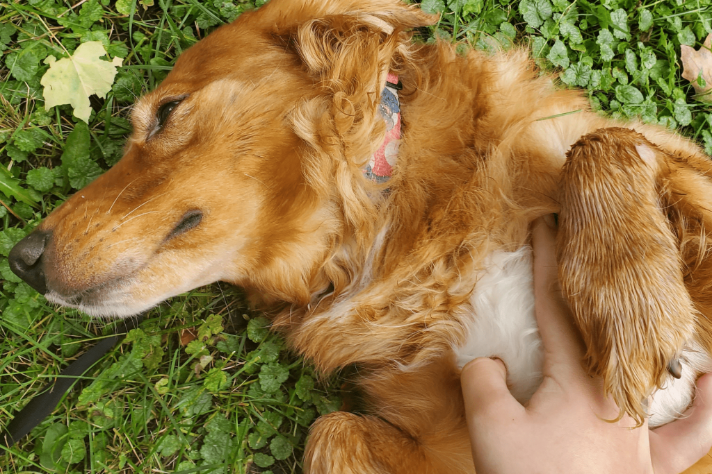 Linguagem canina: Cachorro em submissão passiva