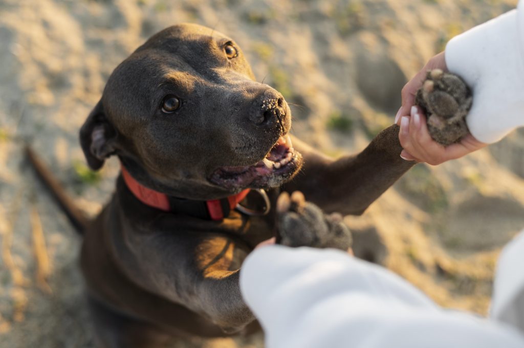 Cachorro feliz dando as patas para a sua tutora