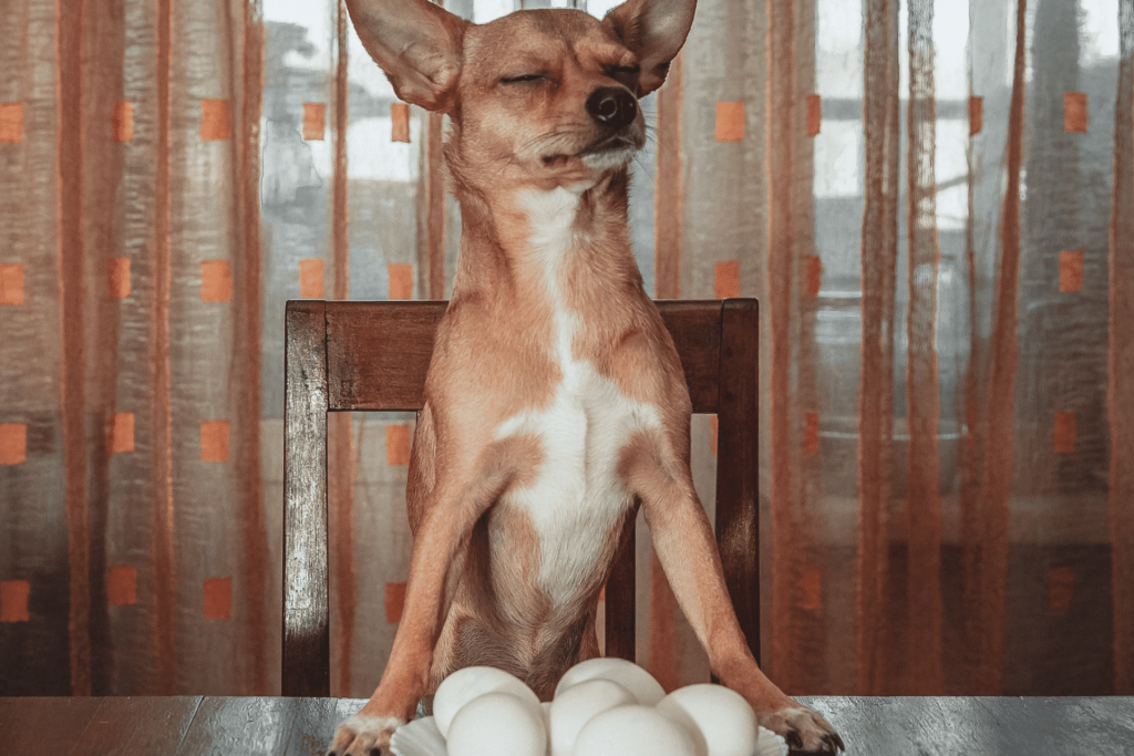 Mudanças drásticas fazem com que o cão pare de comer