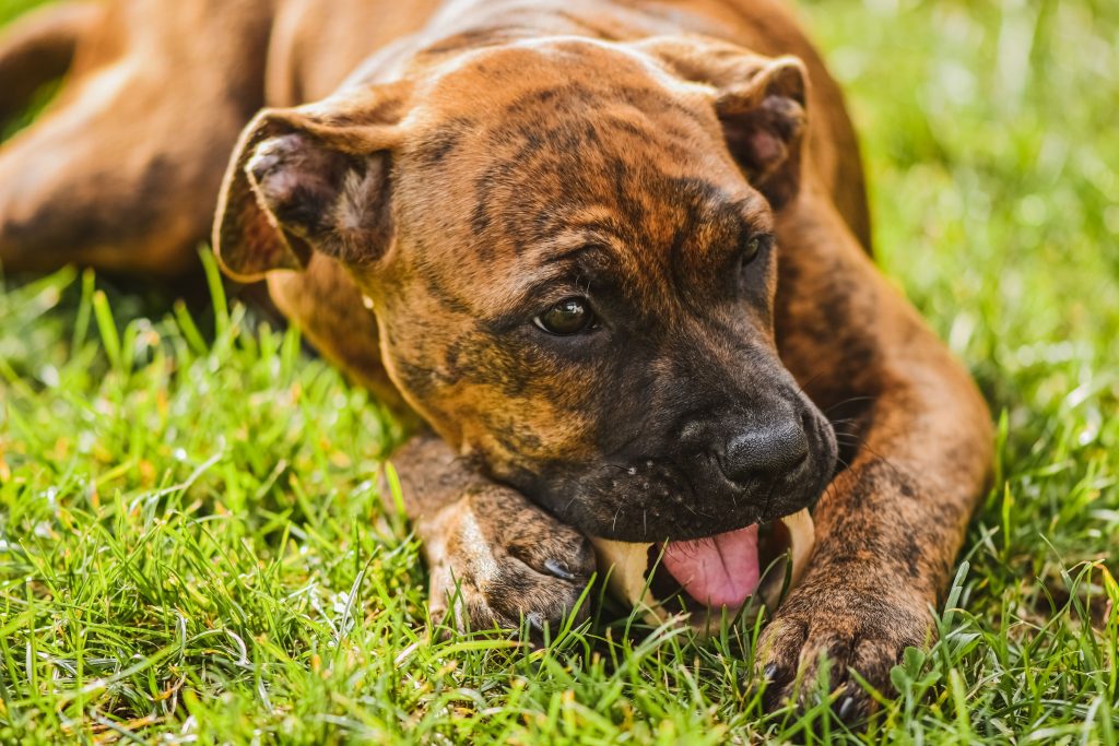 Alimentação natural para cachorros crua e com ossos