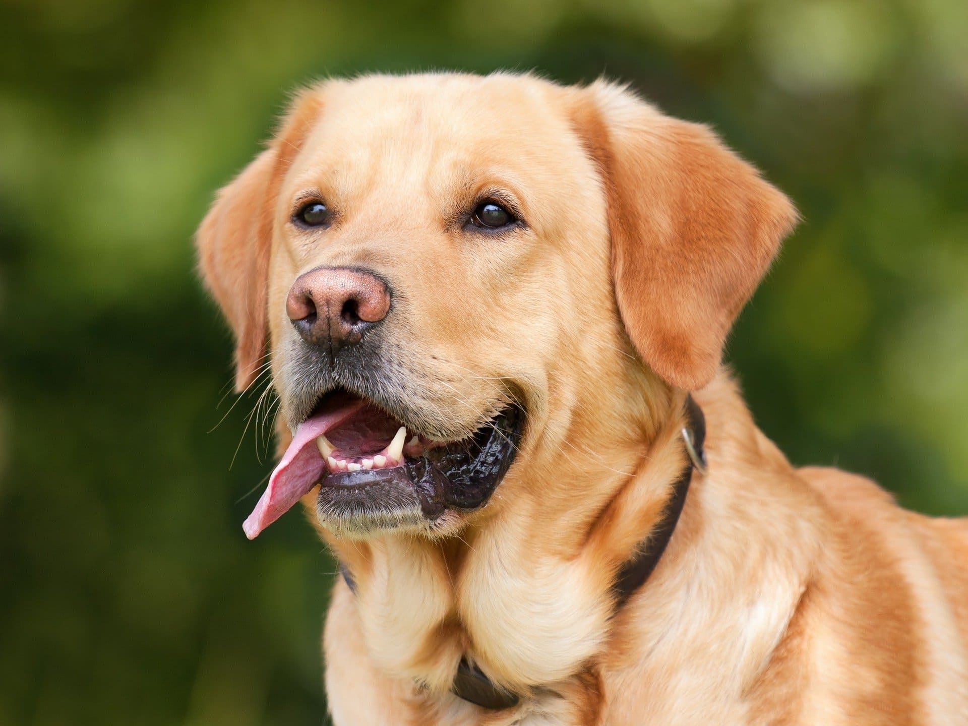 Tipos de LABRADOR - Inglês e Americano (com FOTOS)