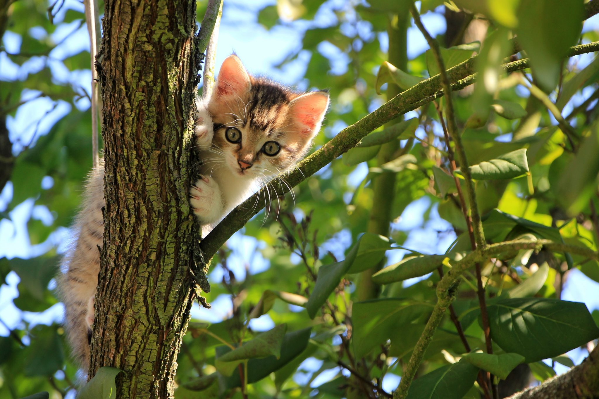 Tente cercar o gato