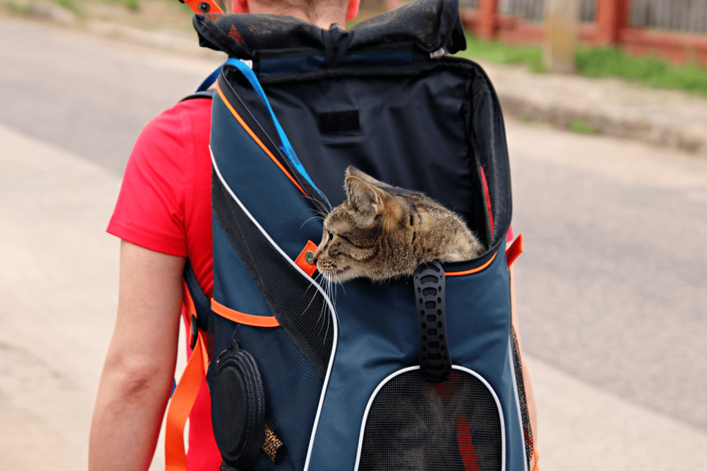 tutor indo viajar com gato