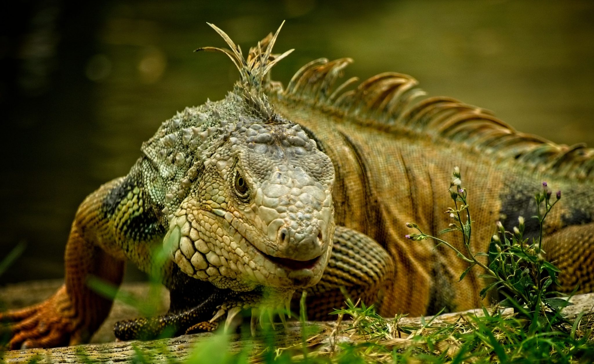 Qual desses animais fofinhos você gostaria de ter como animal de estim