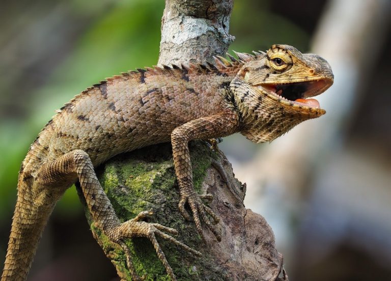 Animais De Estima O Ex Ticos Que Voc Pode Ter Em Casa