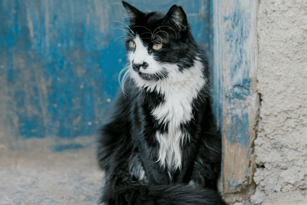 cuidados-com-gatos-idosos Cuidados com gatos idosos