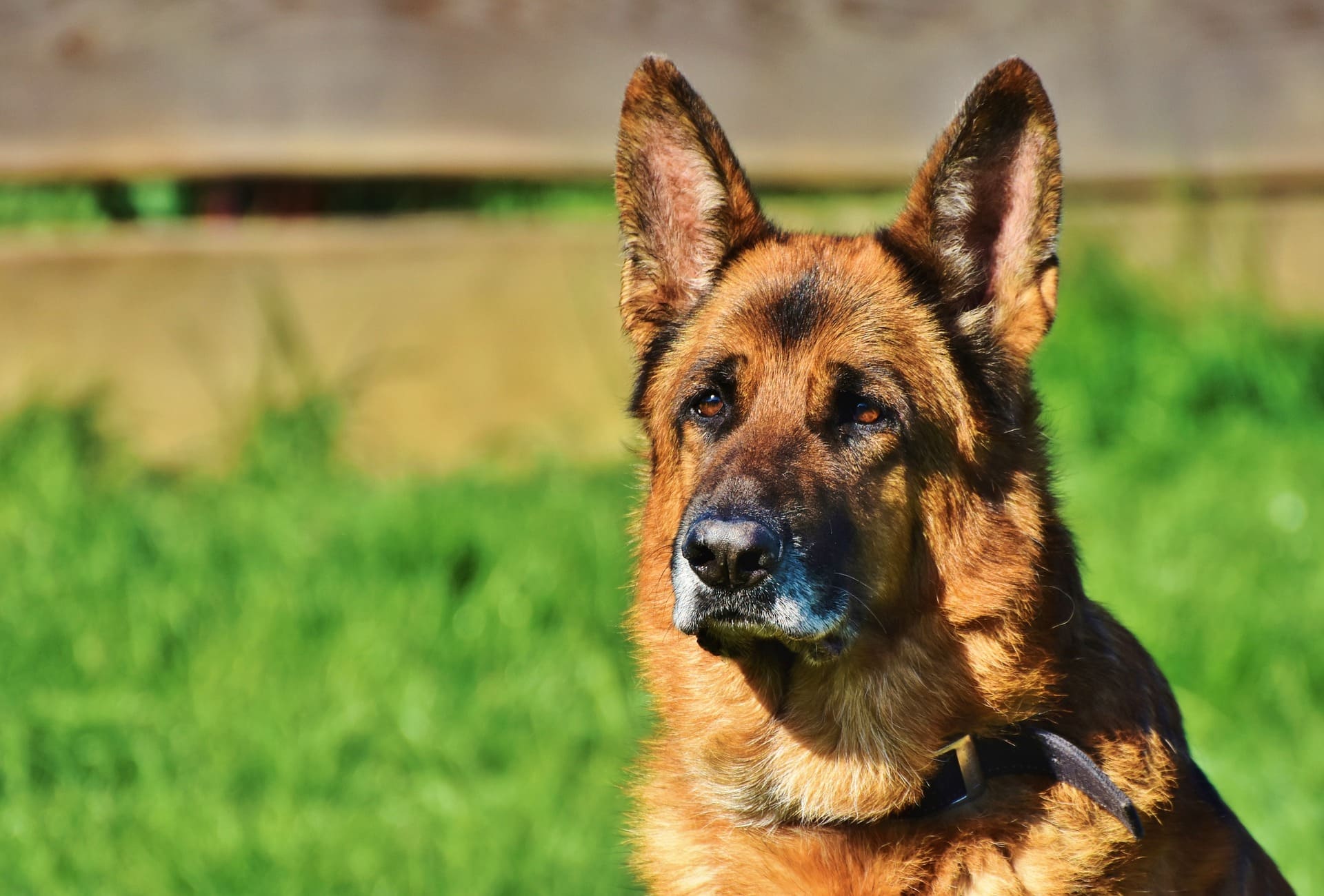 PASTOR ALEMÃO – Consulta Dog Vet