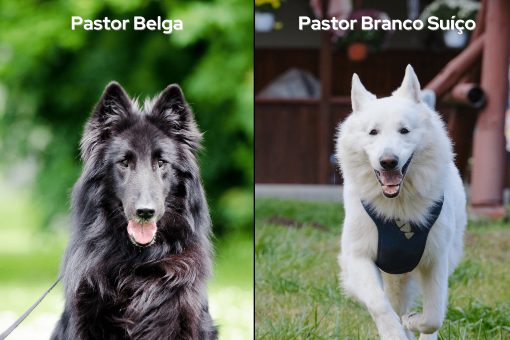 Raças parecidas com Pastor Alemão