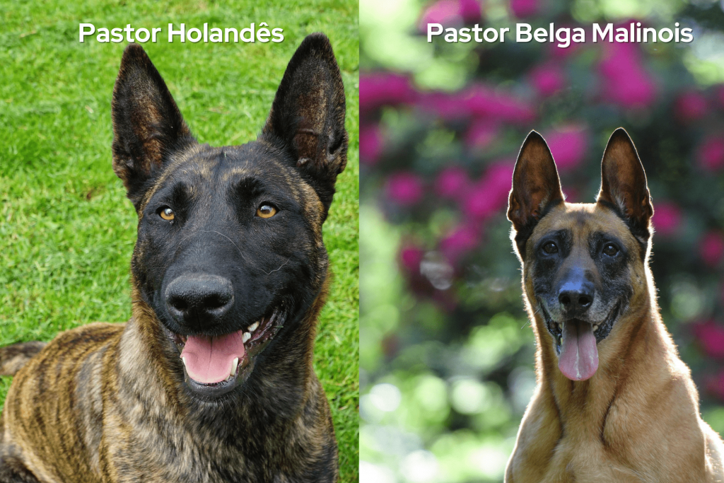 Raças parecidas com Pastor Alemão