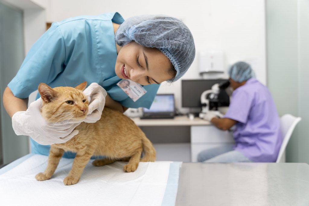Gato recebendo o atendimento de uma médica-veterinária