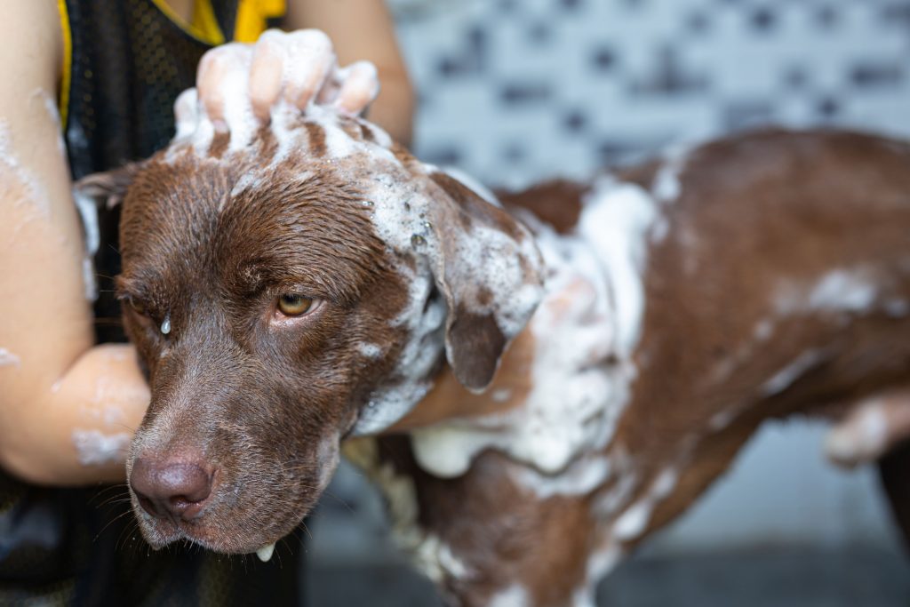 Banho em cachorro no frio: entenda se é recomendável ou não