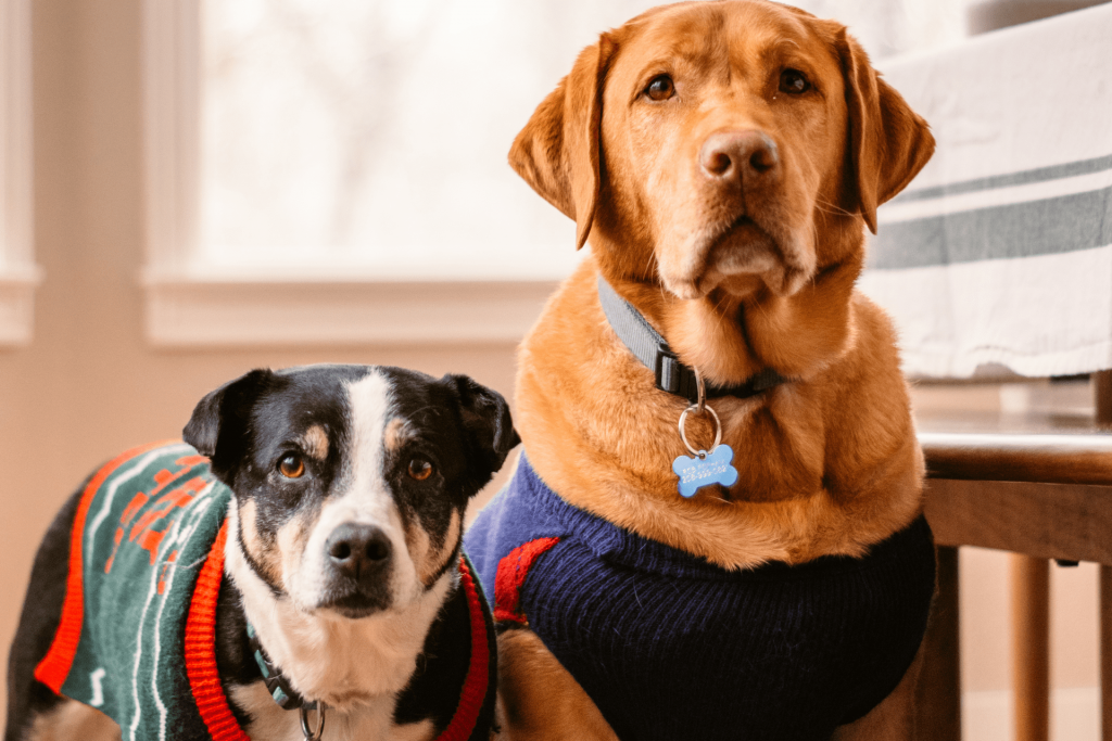 Banho em cachorro no frio