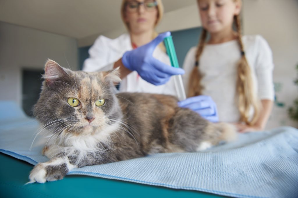Vacinas para gatos: entenda a importância da imunização felina