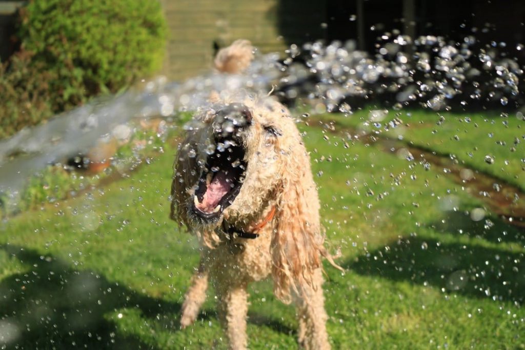 Cachorro com calor brincando com água