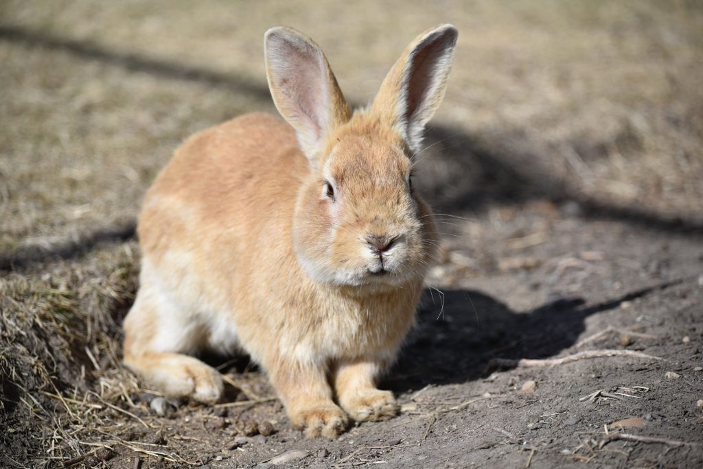 Coelho de estimação
