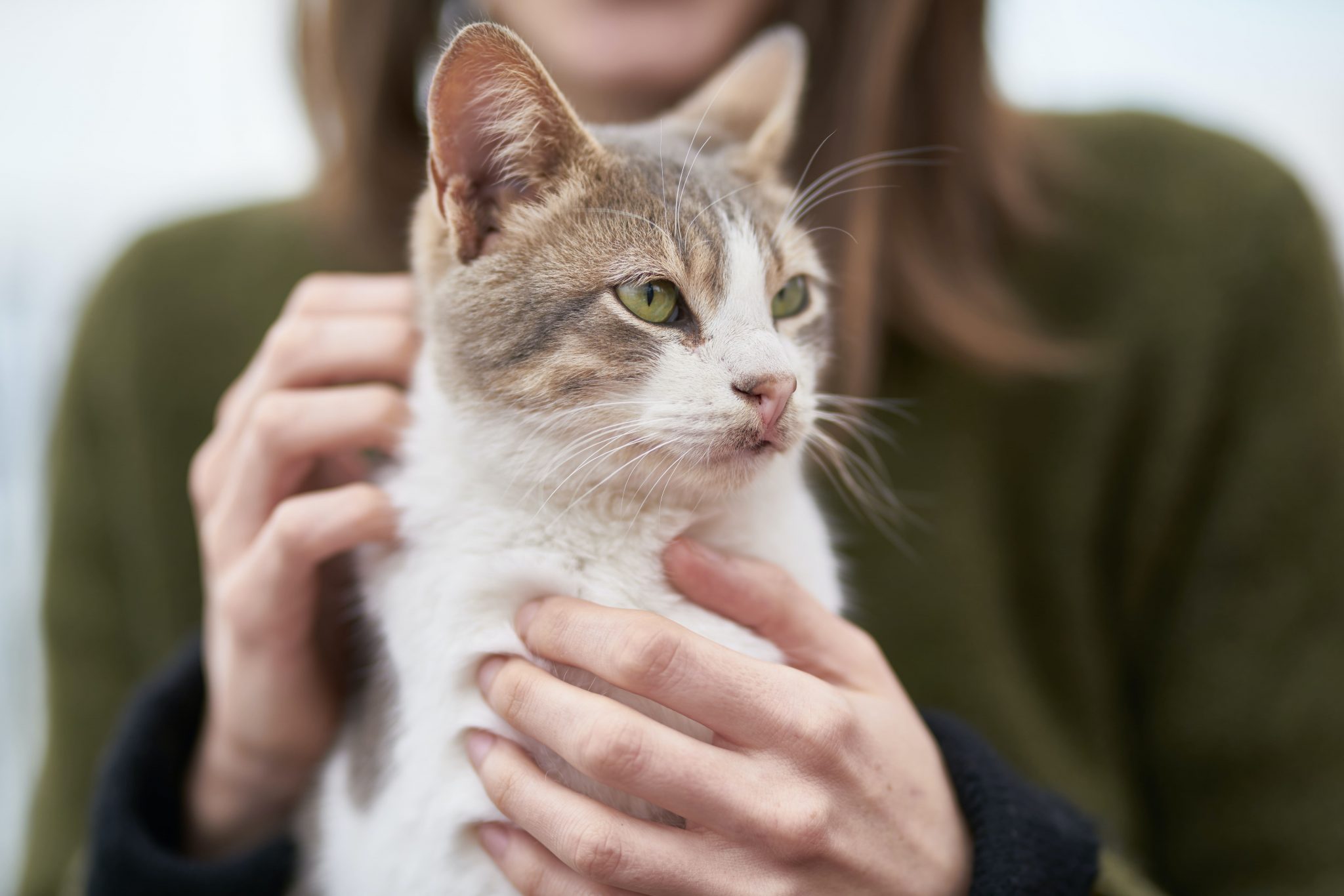Cuidados com gatos: lista de cuidados essenciais que todo gato precisa