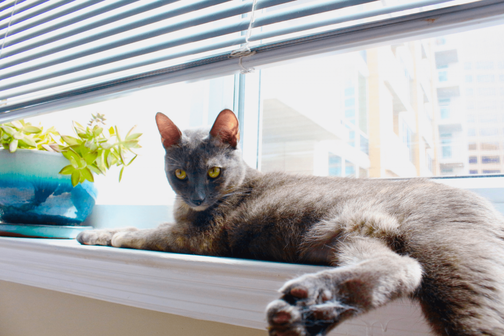 Gato tomando um sol na janela durante o verão