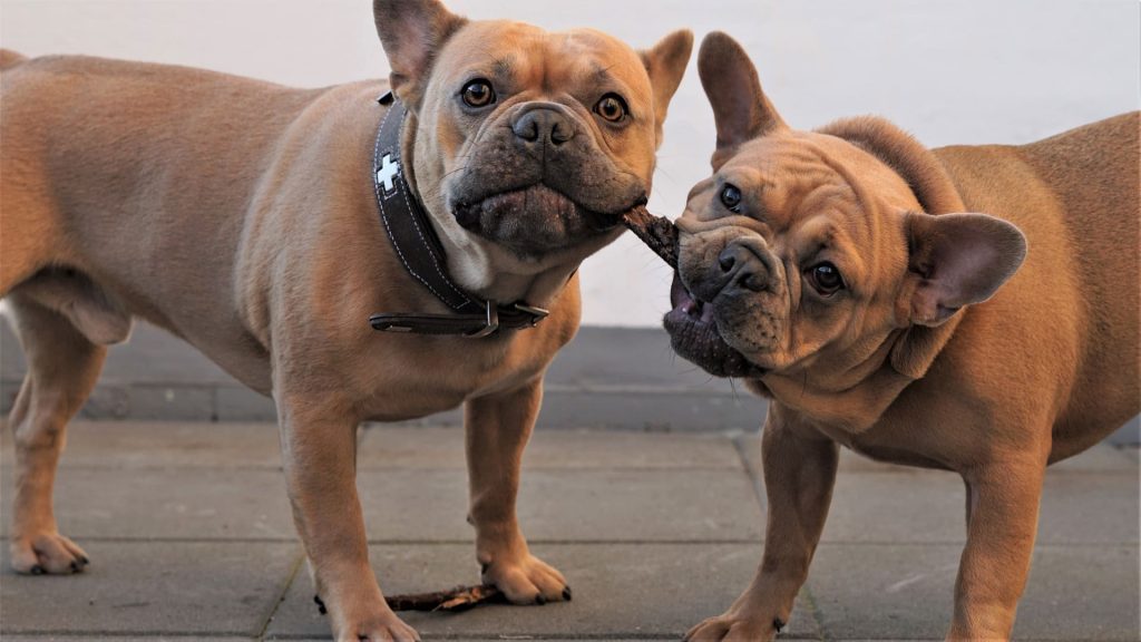 Dois cachorros da raça Buldogue francês brincando e sem tártaro nos dentes