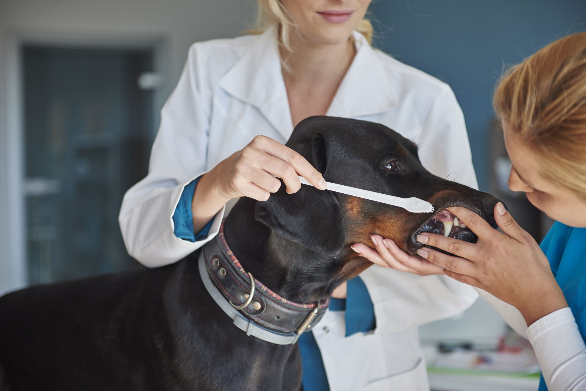cachorro com tártaro em uma consulta com a médica-veterinária