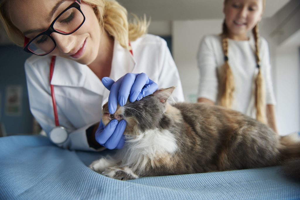 Felino em consulta com a médica-veterinária para conferir o tártaro em gatos