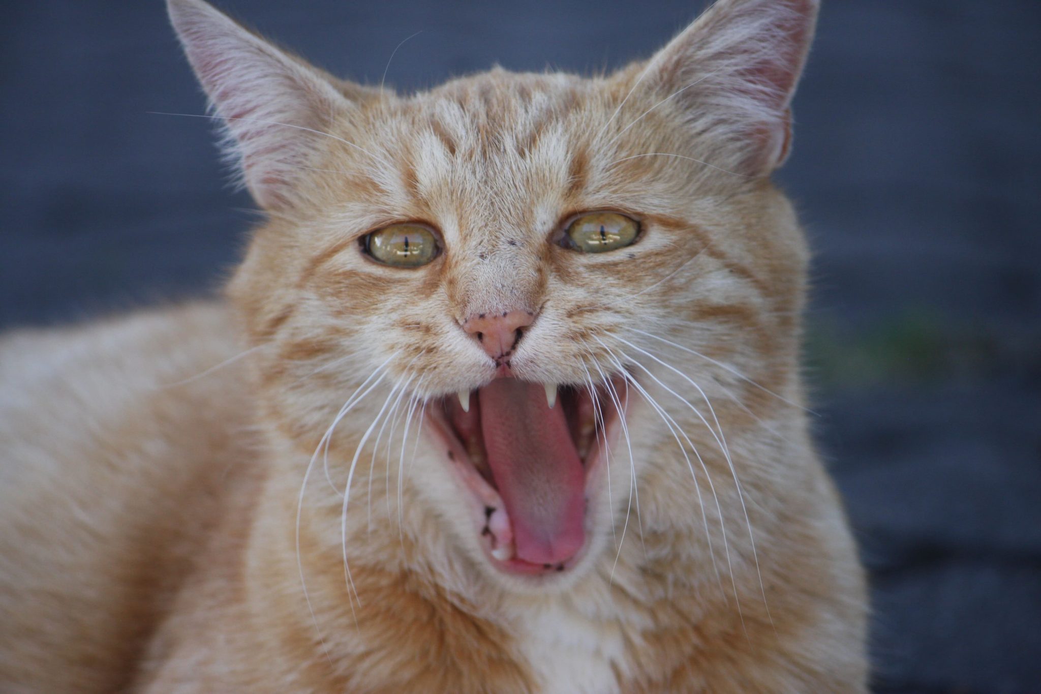 T Rtaro Em Gatos Saiba As Causas Tratamentos E Medidas Preventivas