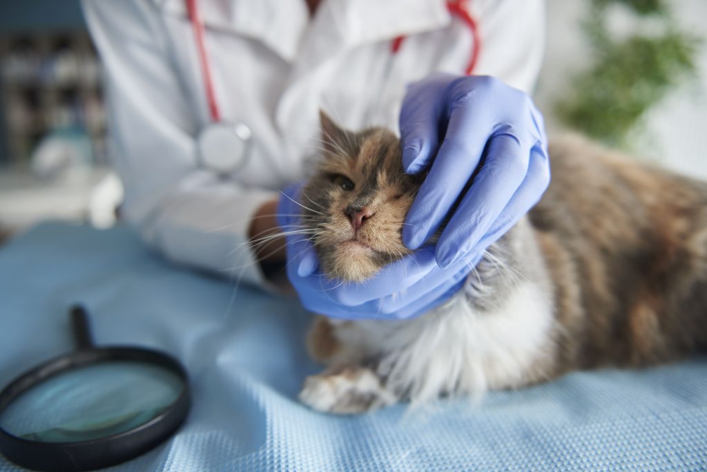 T Rtaro Em Gatos Saiba As Causas Tratamentos E Medidas Preventivas