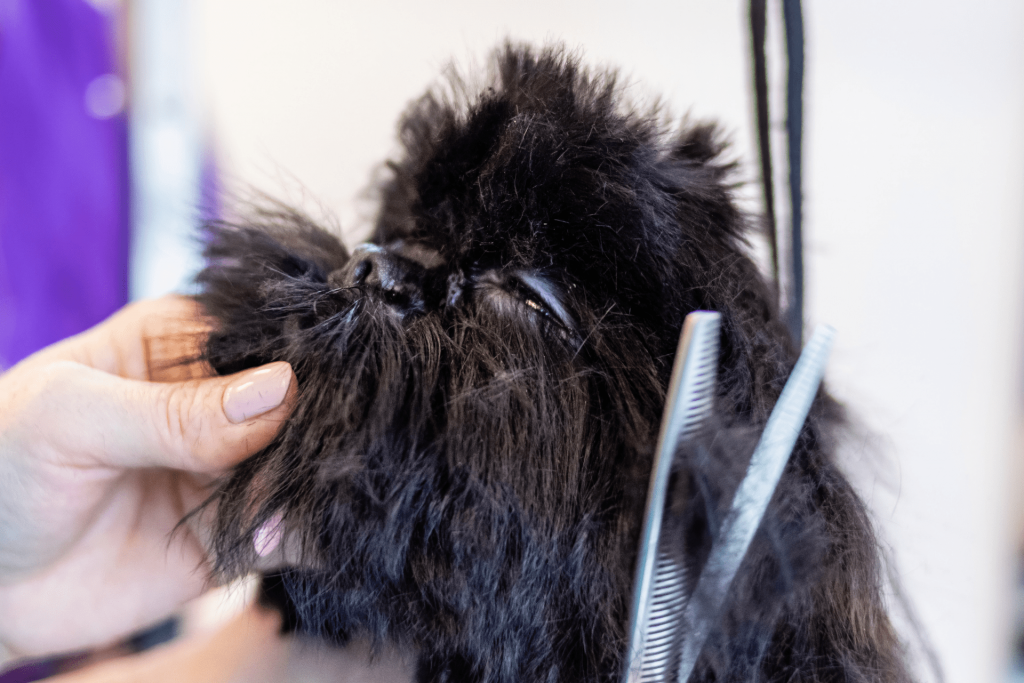 Tosa higiênica em cachorro 