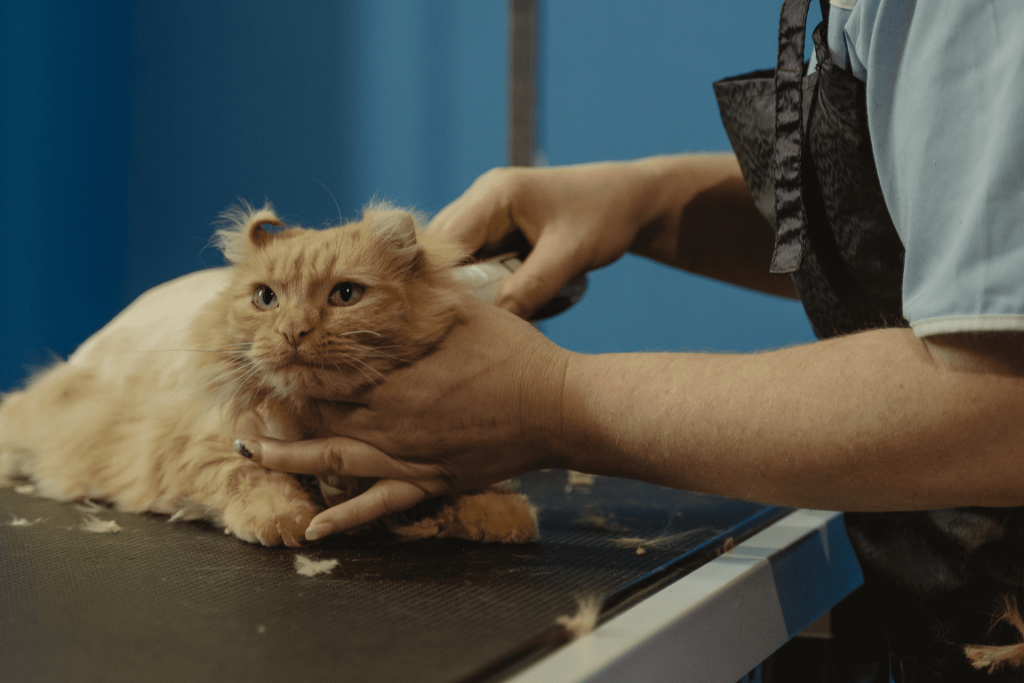 Profissional fazendo tosa higiênica em gatos