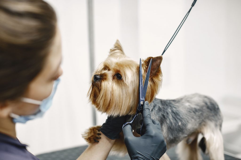 Tosa higiênica em cachorro: confira porque seu cão não pode ficar sem