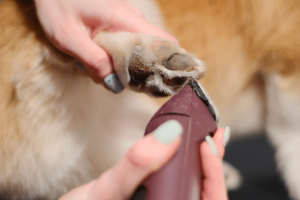 Cachorro recebendo a tosa higiênica na máquina: