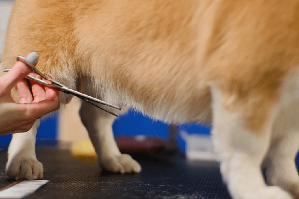 Cachorro recebendo a tosa higiênica na tesoura