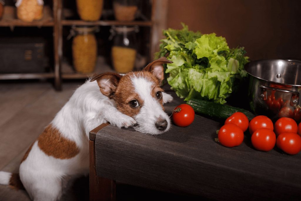 Descubra se cachorro pode comer tomate