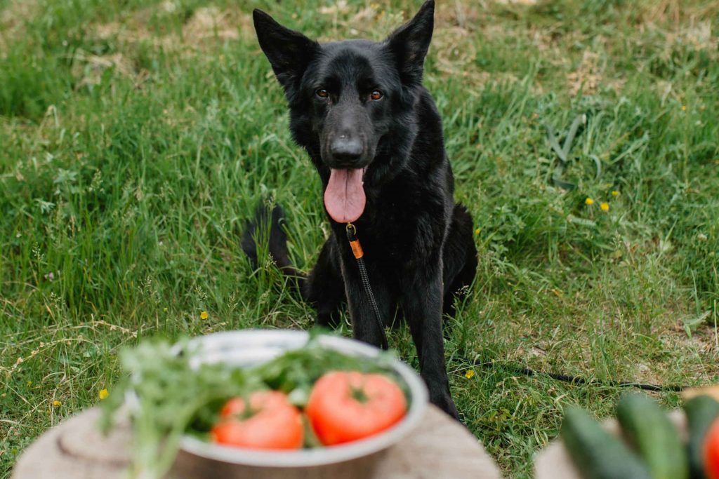 Cachorro preto olhando para uma mesa com tomate 